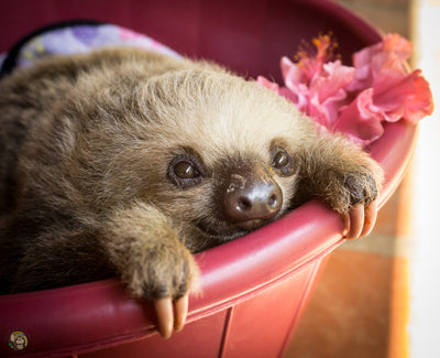 Rescue at a Sloth's Pace