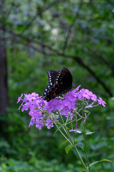 5 Ways to Enjoy Gatlinburg This Spring