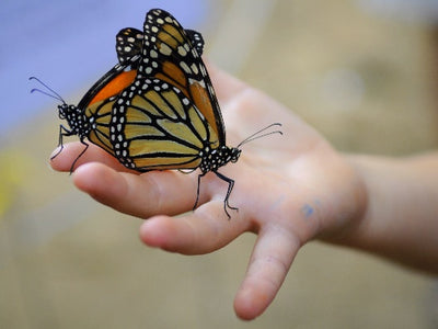 Summer Fun: Butterfly Experience